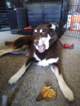 Rescue Siberian Husky Dogs for Adoption - Mocha | PetCurious