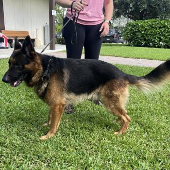 Rodger 4568 -  German Shepherd Dog Dog for Adoption in Loxahatchee Groves, Florida - Rodger 4568 | PetCurious