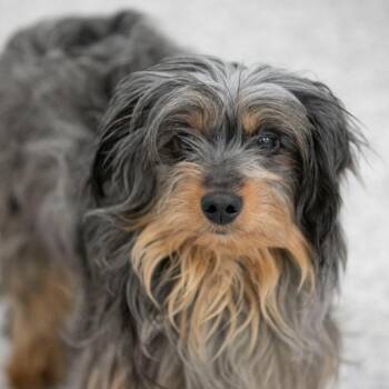 Dachshund and Mixed Breed Dogs Available for Adoption in Peyton, Colorado - Zachariah (MR26-133) | PetCurious