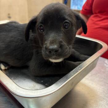 Labrador Retriever Dogs Available for Adoption in Birmingham, Alabama - Zeigler | PetCurious