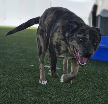 Miss May -  Catahoula Leopard Dog Dog for Adoption in Edgewood, New Mexico - Miss May | PetCurious