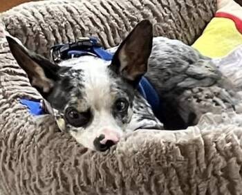 Marty -  Chihuahua Dog for Adoption in Mundelein, Illinois - Marty | PetCurious