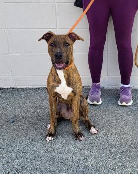 Rescue Plott Hound Dogs for Adoption in Louisville, Kentucky - GRAMMARLY | PetCurious