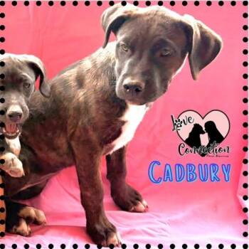 Labrador Retriever Dogs Available for Adoption in Gilbert, Arizona - Cadbury | PetCurious