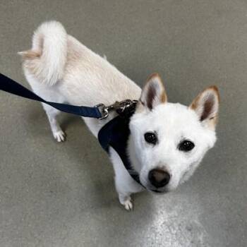 Shiba Inu and Mixed Breed Dogs Available for Adoption - Jasper | PetCurious