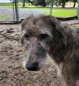 Maggie -  Irish Wolfhound Dog for Adoption in Liberty Center, Ohio - Maggie | PetCurious