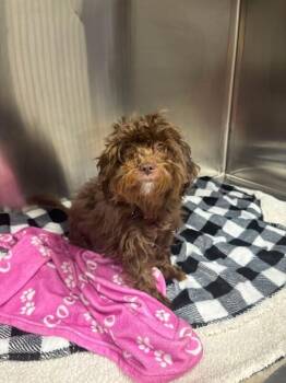 Coco -  Poodle Dog for Adoption in Georgetown, Ohio - Coco | PetCurious