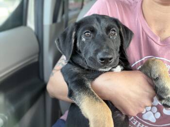 Shepherd and Hound Dogs Available for Adoption in Hiawatha, Kansas - Niko | PetCurious