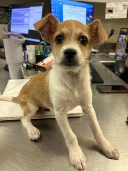 TYLER -  Terrier and Mixed Breed Dog for Adoption in Riverside, California - TYLER | PetCurious