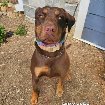 Labrador Retriever and Rottweiler Dogs Available for Adoption in Madisonville, Tennessee - Bailey | PetCurious