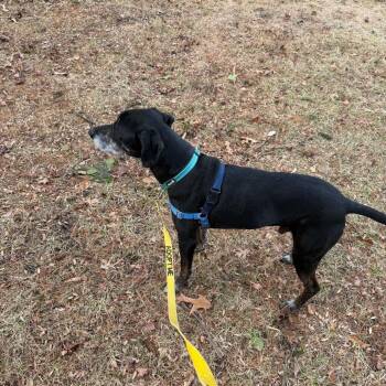 Hound Dogs Available for Adoption - Hunter | PetCurious