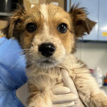 Mixed Breed Dogs Available for Adoption in Moab, Utah - Rango | PetCurious