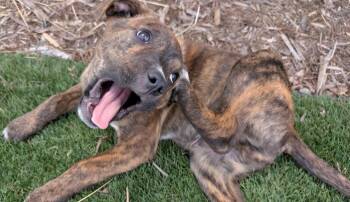 Pit Bull Terrier Dogs Available for Adoption - Kenny | PetCurious