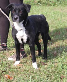 Mattie (Special Dietary Needs) (Photos October 4th 2026) -  Labrador Retriever Dog for Adoption in Marietta, Ohio - Mattie (Special Dietary Needs) (Photos October 4th 2026) | PetCurious