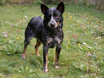 Goober -  Australian Cattle Dog Blue Heeler Dog for Adoption in Sebastian, Florida - Goober | PetCurious