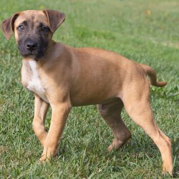 Rescue Black Mouth Cur Dogs for Adoption in South Elgin, Illinois - Bramble | PetCurious