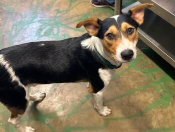 Rescue Border Collie Dogs for Adoption in Brookhaven, Mississippi - Buddy 25 | PetCurious