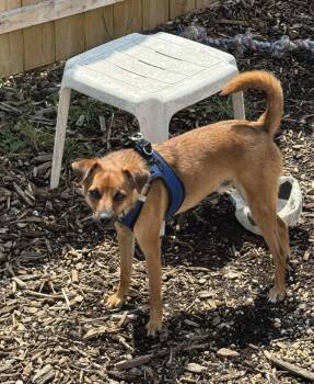 Stilts -  Mixed Breed Dog for Adoption in Ellicott City, Maryland - Stilts | PetCurious