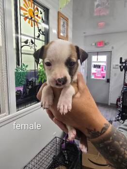 Brie -  Mixed Breed Dog for Adoption in Glenfield, New York - Brie | PetCurious
