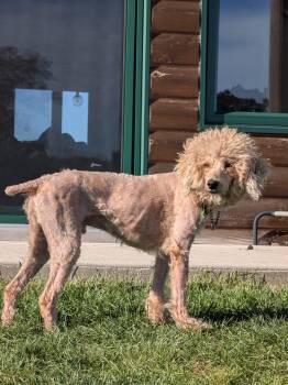 Gregory -  Poodle Dog for Adoption in Owen Sound, Ontario - Gregory | PetCurious