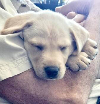 Retriever and Mixed Breed Dogs Available for Adoption - Banjo | PetCurious