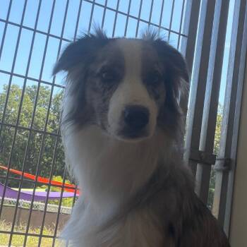 Bear -  Australian Shepherd Dog for Adoption in Nashville, Indiana - Bear | PetCurious