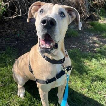 Great Dane and Mixed Breed Dogs Available for Adoption in Merriam, Kansas - Coco | PetCurious