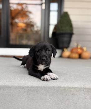 Jelly Bean -  Cane Corso Dog for Adoption in Union Grove, Wisconsin - Jelly Bean | PetCurious