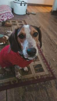 Beagle Dogs Available for Adoption - Colin | PetCurious