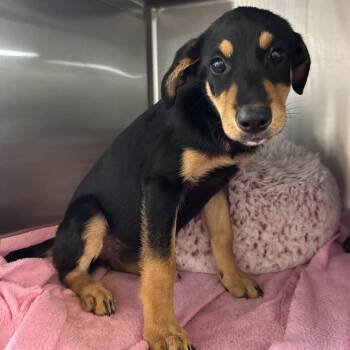 Wave Pool -  Black Labrador Retriever and Rottweiler Dog for Adoption in Beaumont, Texas - Wave Pool | PetCurious