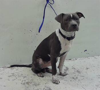 Staffordshire Bull Terrier and Mixed Breed Dogs Available for Adoption - JOCK | PetCurious