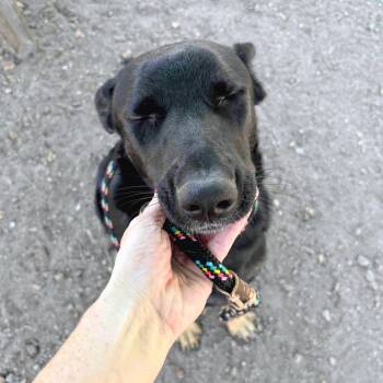 Jinx -  German Shepherd Dog Dog for Adoption in Oakland, California - Jinx | PetCurious