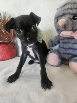 Zuki -  Pug Dog Available for Adoption - Zuki | PetCurious