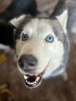 Rescue Husky Dogs for Adoption in Dallas, Texas - Ally J | PetCurious