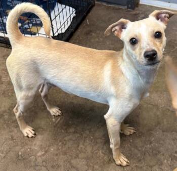 Chihuahua and Chiweenie Dogs Available for Adoption - Wrecker | PetCurious