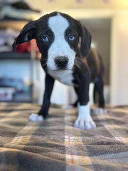 Pit Bull Terrier and Husky Dogs Available for Adoption - North | PetCurious