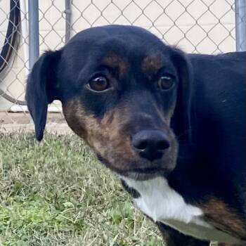 Rescue Rat Terrier Dogs for Adoption in Erie, Pennsylvania - Mocha | PetCurious