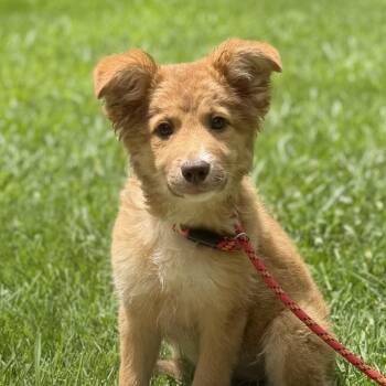 Emma -  Australian Shepherd and Labrador Retriever Dog for Adoption in Locust Fork, Alabama - Emma | PetCurious