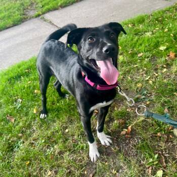 Hattie -  Labrador Retriever Dog for Adoption in Williston, Vermont - Hattie | PetCurious