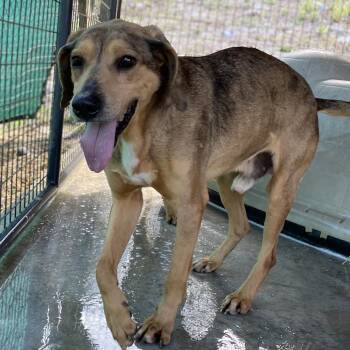 Amos -  Hound Dog for Adoption in Jacksboro, Tennessee - Amos | PetCurious