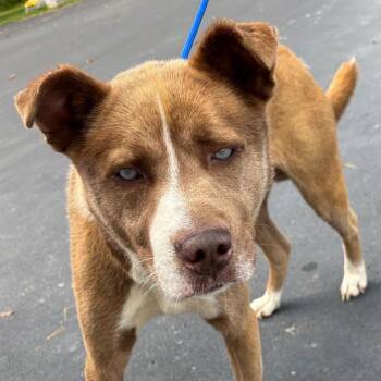 Finn 26-242 -  Shepherd Dog for Adoption in Tawas City, Michigan - Finn 26-242 | PetCurious