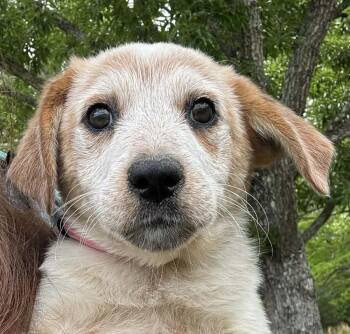 Cattle Dog and Great Pyrenees Dogs Available for Adoption in Syracuse, New York - Nutmeg | PetCurious