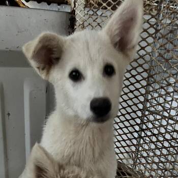 CT Weave avail Jun 13 (Four Town Craft Fair- Somers, CT) -  Husky and Great Pyrenees Dog for Adoption in Stormville, New York - CT Weave Avail Jun 13 (Four Town Craft Fair- Somers, CT) | PetCurious