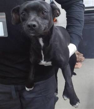 HANNAH -  Chihuahua Dog for Adoption in Salinas, California - HANNAH | PetCurious