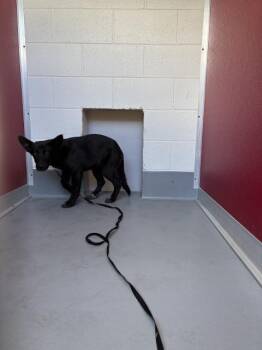 German Shepherd Dog and Mixed Breed Dogs Available for Adoption in Visalia, California - A253089 | PetCurious