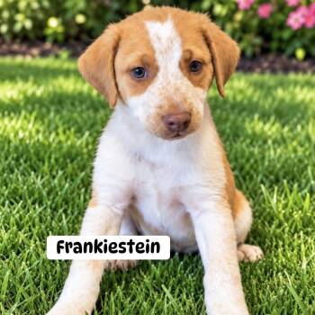 Frankiestein -  Mixed Breed Dog for Adoption in Brewton, Alabama - Frankiestein | PetCurious
