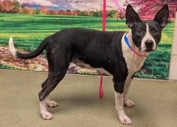 CLIFF -  Pit Bull Terrier and Mixed Breed Dog for Adoption in Moreno Valley, California - CLIFF | PetCurious