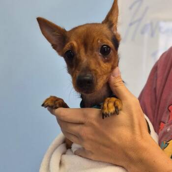 Wanna -  Chihuahua Dog for Adoption in Wahiawa, Hawaii - Wanna | PetCurious