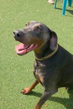 Doberman Pinscher Dogs Available for Adoption - Bolt 3528 | PetCurious