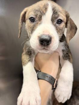 Cher -  Pit Bull Terrier Dog for Adoption in Mobile, Alabama - Cher | PetCurious
